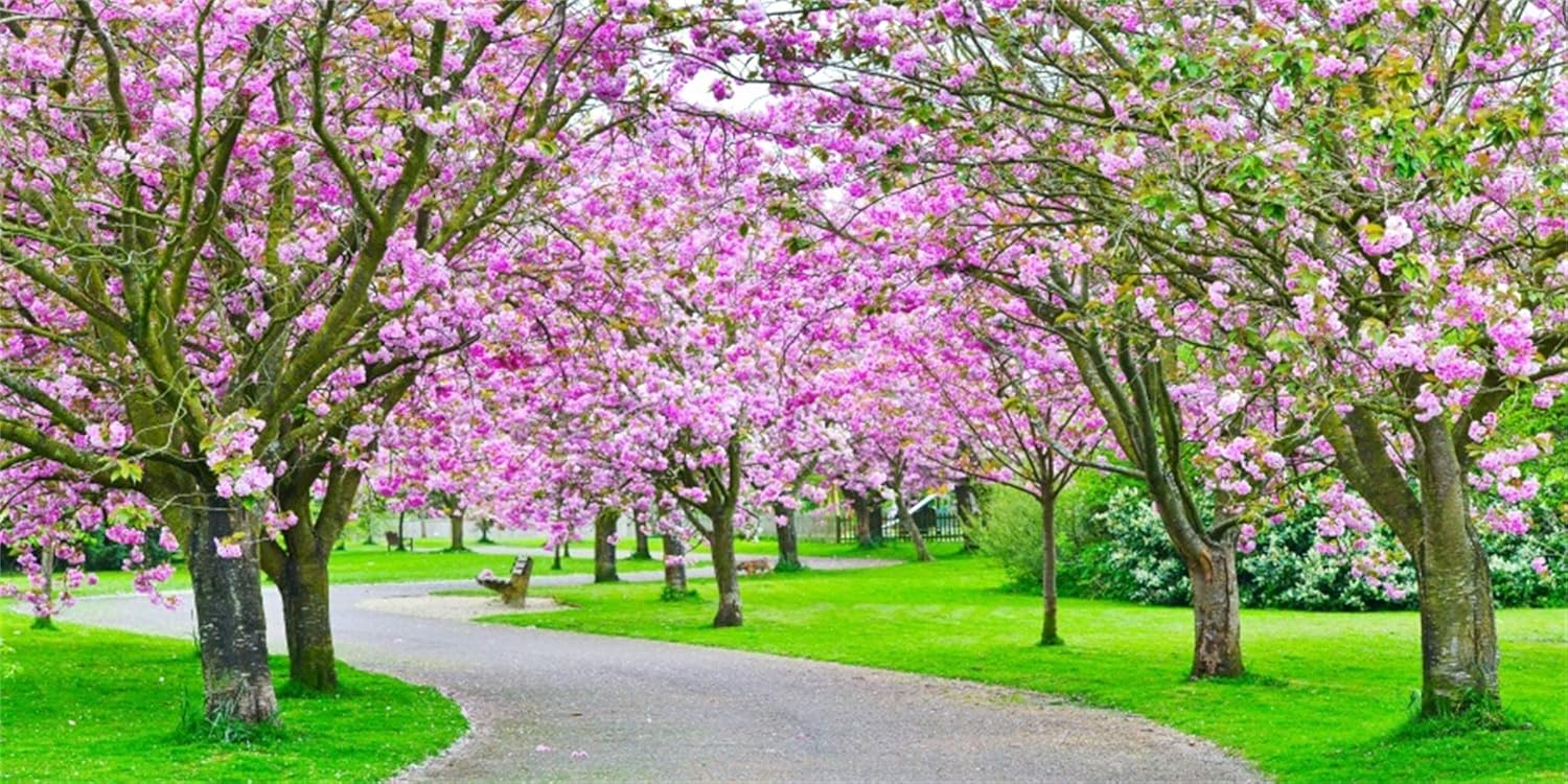 Laeacco 20x10ft Spring Blooming Trees Path Backdrop Vinyl Graceful Garden Cherry Blossom Green Grassland Photography Background Wedding Photo Booth Bride Portrait Shoot Spring Scenic Landscape Poster