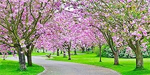 Laeacco 20x10ft Spring Blooming Trees Path Backdrop Vinyl Graceful Garden Cherry Blossom Green Grassland Photography Background Wedding Photo Booth Bride Portrait Shoot Spring Scenic Landscape Poster
