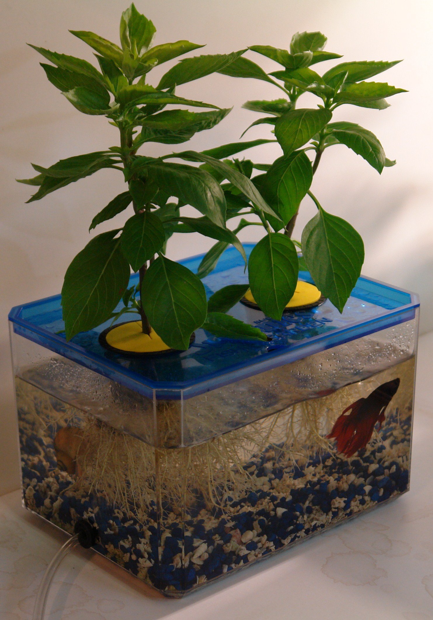 jrponics fishgarden & bubblegarden - aquaponics
