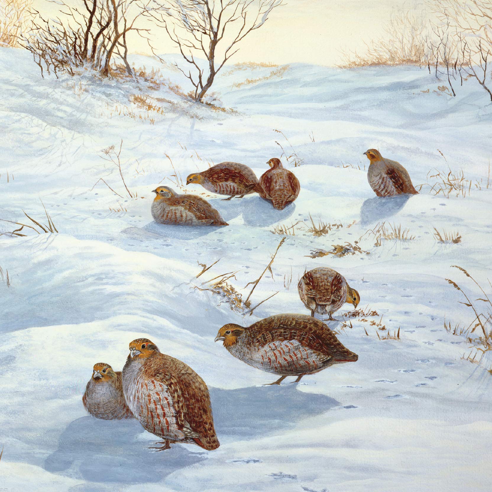 Pack of 6 Charity Christmas Cards (MED-CHMT0035) - Snowy Landscape, Wildlife in the Snow - 6 Stunning Artistic Christmas Cards From Medici - Sold in Aid of Marie Curie