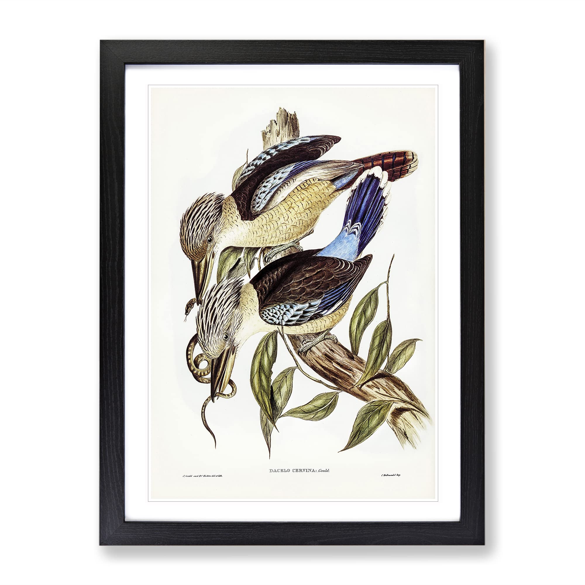 Fawn Breasted Kingfishers By Elizabeth Gould Vintage Framed Wall Art Print, Ready to Hang Picture for Living Room Bedroom Home Office Décor, Black A3 (34 x 46 cm)