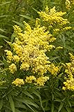 Live Goldenrod (Dwarf) aka Solidago x 'Little