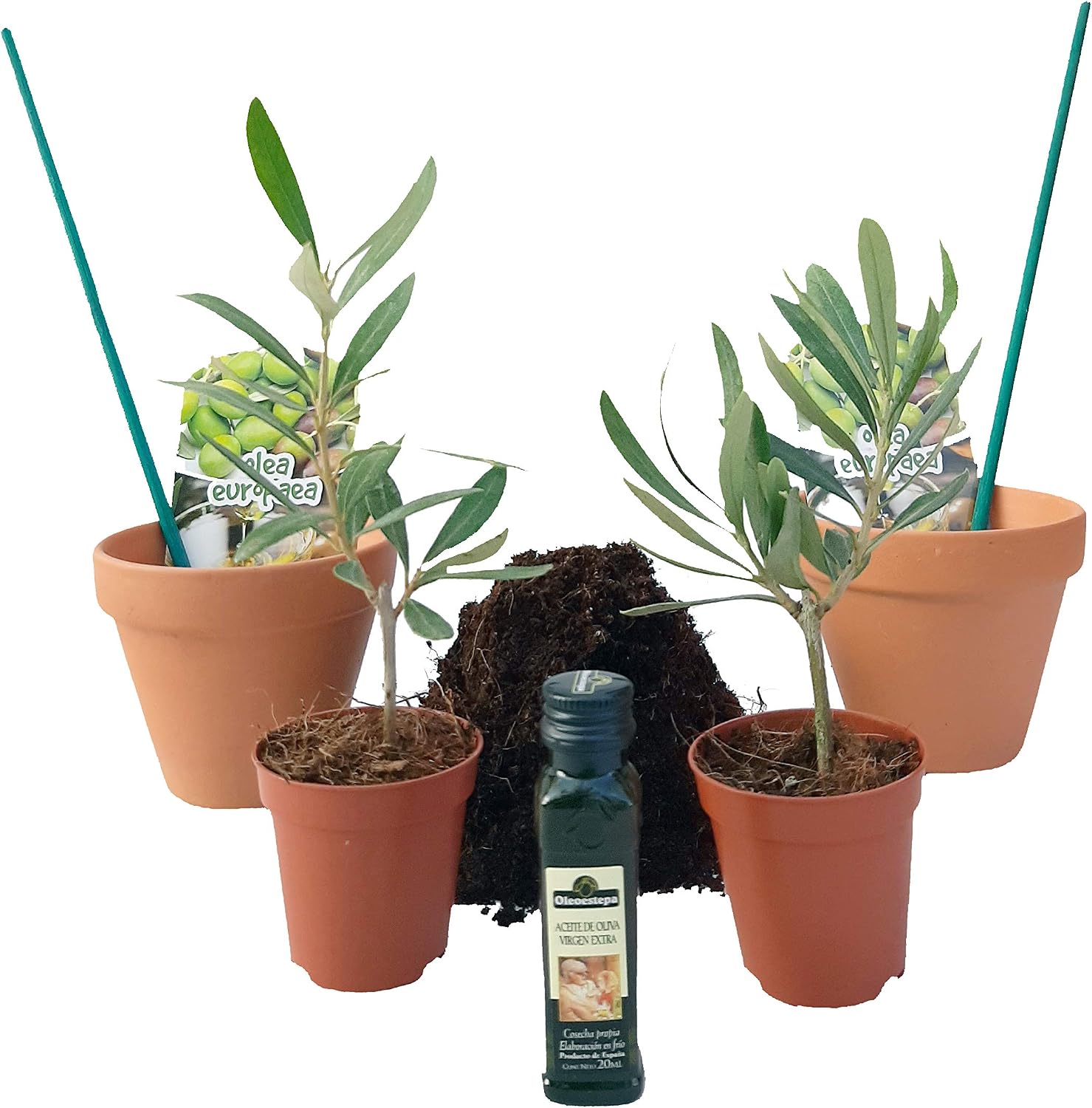 PePePlant - Pack PREBONSAI Olivo Baby (Olea Europea) | Kit con 2 ...