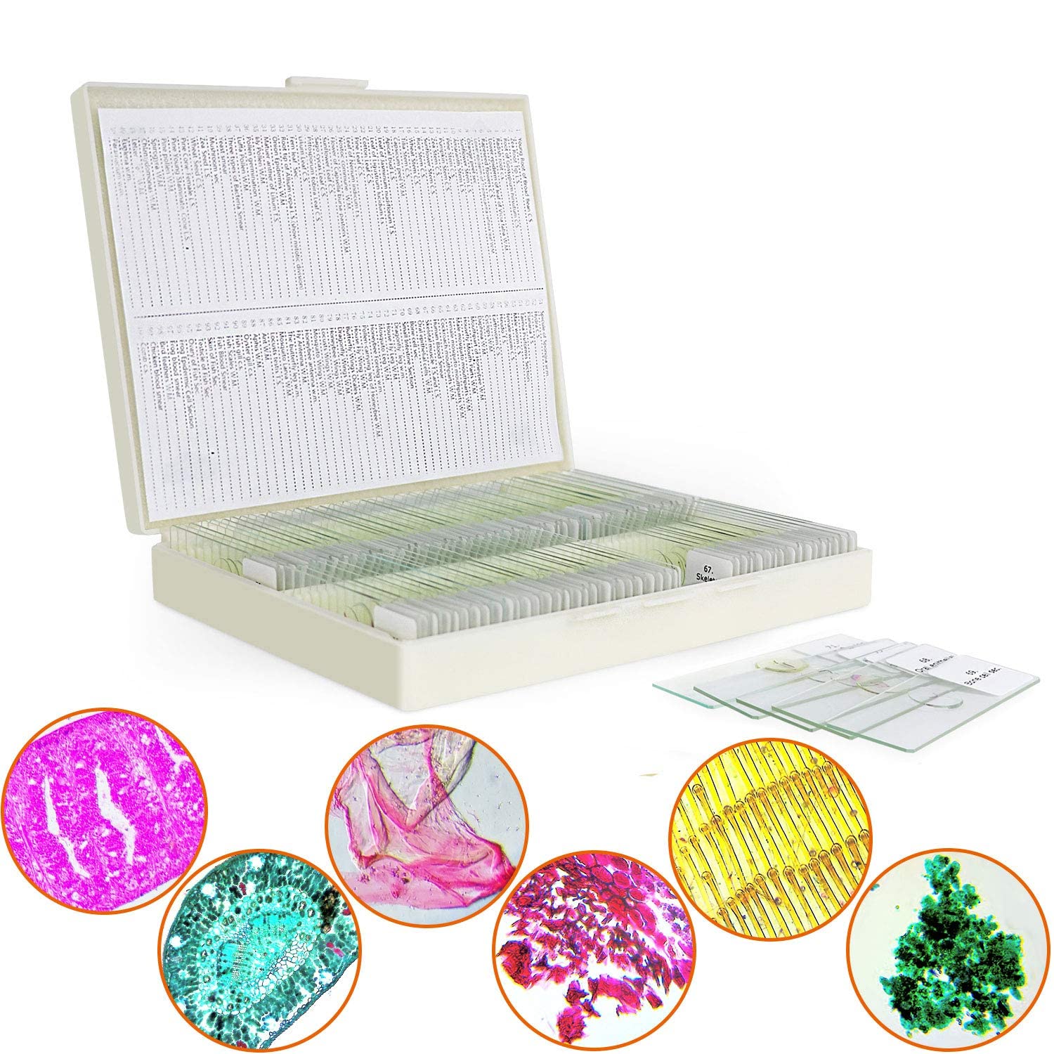 100 pcs Microscope Slides Prepared with Biological Specimen, Insects Plants Human Cell for Lab Biology and Science Study MAXLAPTER