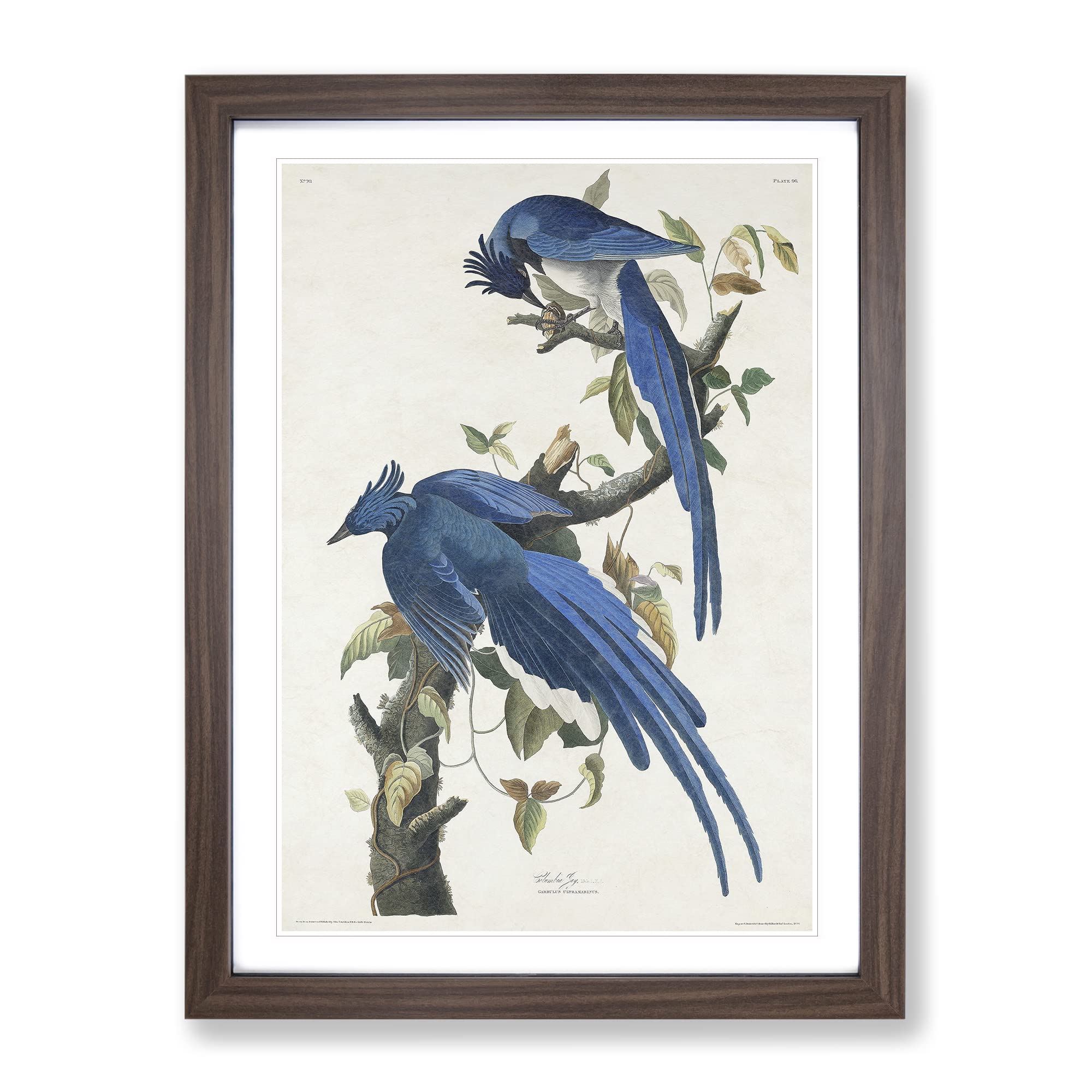 Columbia Jay By John James Audubon Vintage Framed Wall Art Print, Ready to Hang Picture for Living Room Bedroom Home Office Décor, Walnut A4 (34 x 25 cm)