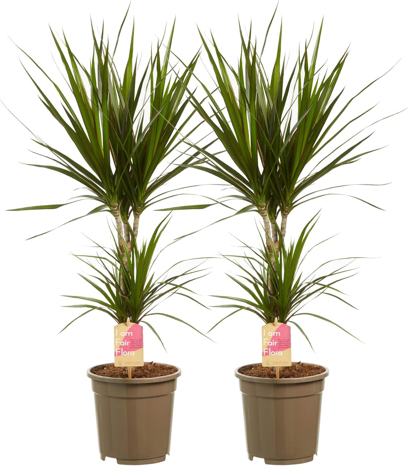 Plante Dracaena Marginata (Dragonnier) - Pot 17 Cm, Hauteur 70-80 Cm - Plante D'intérieur Verte Purifiante, Facile D'entretien