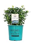 Bushel and Berry™ - Vaccinium Pink Icing