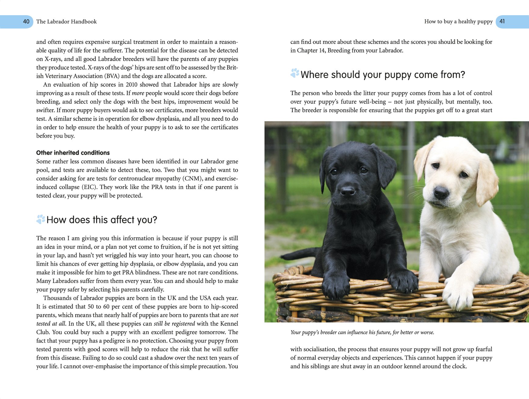 The Labrador Handbook: The definitive guide to training and caring for your  Labrador: Amazon.co.uk: Pippa Mattinson: 9781785030918: Books