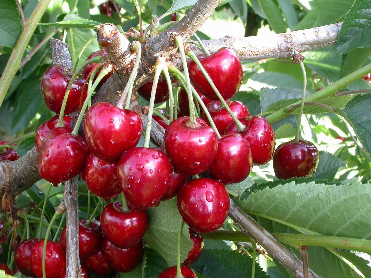 Sweet Cherry Early Korvik Quarter Stamm Bare Root 90 Cm Hohe Free Planter Cut Amazon De Garten