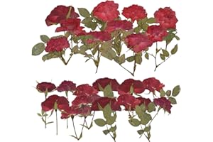 HAIOPS Pressed Rose, 24PCS Natural Rose for Resin Scrapbook Candle Soap Making, Red
