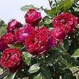 Red Eden Climbing 1.5 Gal Rose Plant Live - Fragrant Reblooming Red Flowers Hardy Climber, Own Root Easy to Grow Climber for Arbor, Trellis, Fence or Screening - Stargazer Perennials