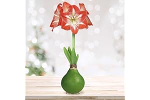 GSB GARDEN STATE BULB Garden State Bulb Waxed Amaryllis Flower Bulb, 30/32cm (Green)