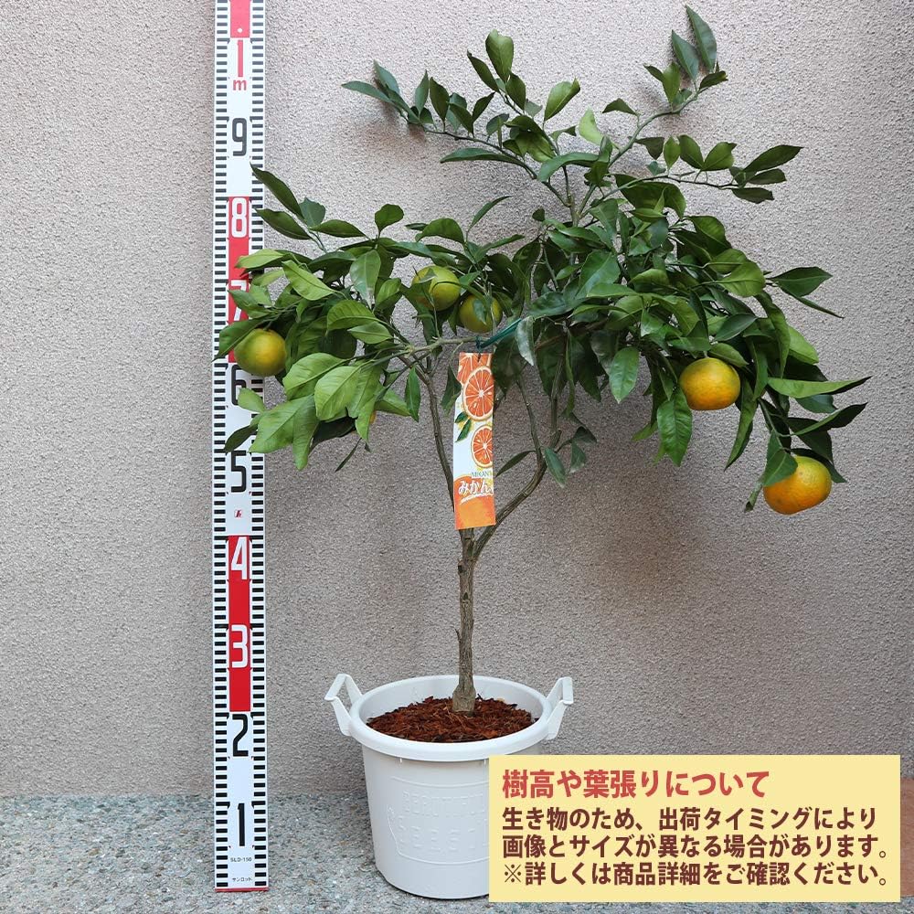 Amazon みかんの苗木 品種 宮川早生 実付き苗 品種で選べる果樹苗木 2年生 接木苗 24cmポット 1個 ポット植えなのでほぼ年中植付け可能 収穫時期が10 11月の早生品種 果汁が多く 酸味と糖度のバランスが良く美味しい 早生品種のみかん 豊産性で毎年よく