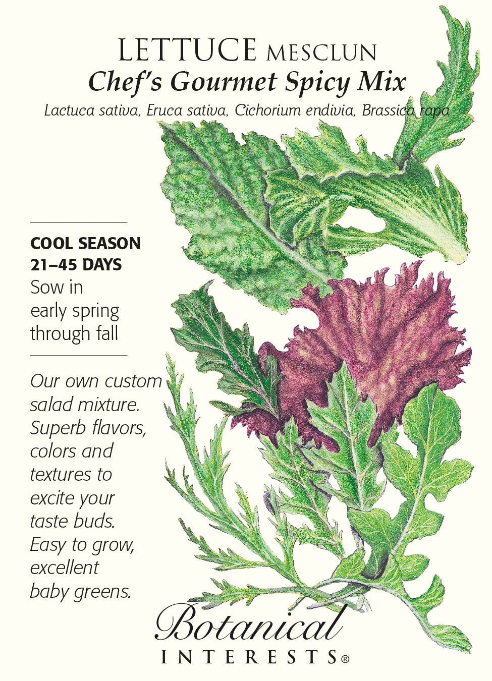 spicy lettuce varieties