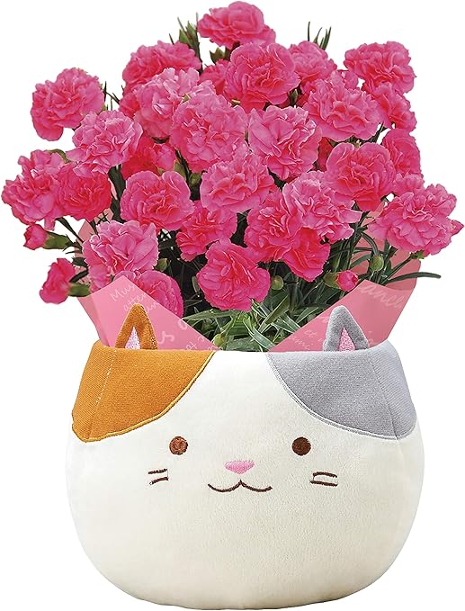Amazon Co Jp 花のギフト社 母の日 カーネーション 三毛猫 鉢花 花鉢 鉢植え プレゼント 花 5号鉢 ホーム キッチン