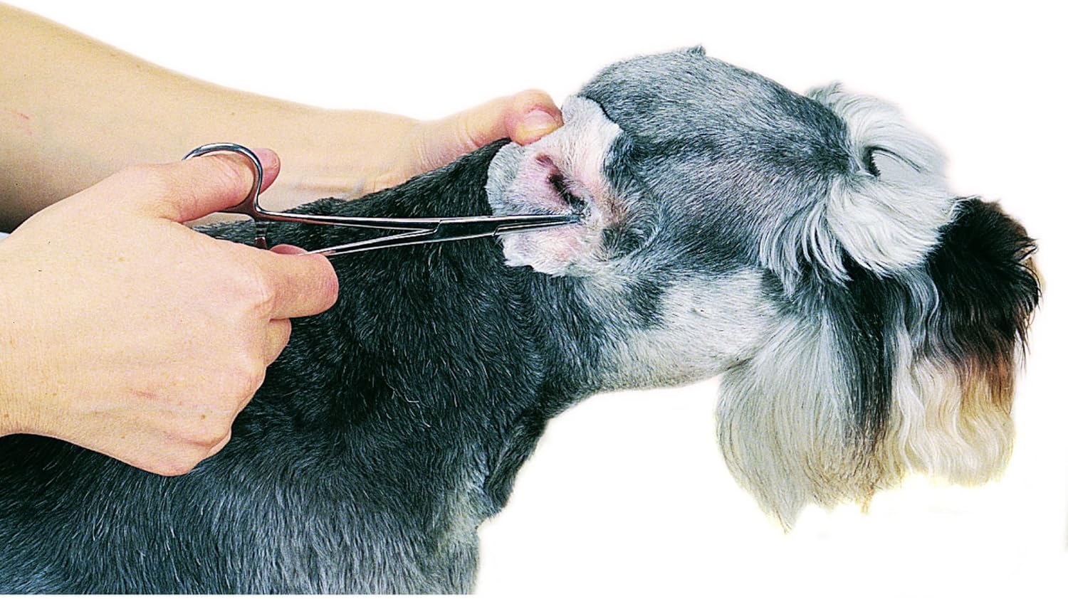 Top Performance ProEar Professional Ear Powde, 28gm : Pet Ear Care Supplies : Pet Supplies