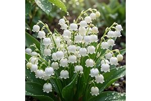 111 PCS White Lily of The Valley Flower Convallaria Majalis Seed Rich Seed Flower Seed (White)