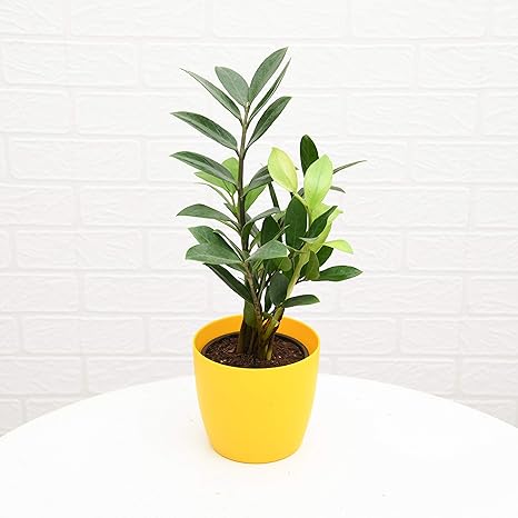 Nurserylive Zamioculcas Zamiifolia Zz Plant Evergreen Succulent Plant In Colourful Pot Amazon In Garden Outdoors nurserylive zamioculcas zamiifolia zz