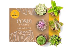 Costa Farms Mini Succulent Live Plants in Plastic Pots, Easy to Maintain Indoor Succulents, Houseplants for Home, Room, or Office Decor, House Warming or Birthday Gift, 2-3.5 Inches Tall, Pack of 6