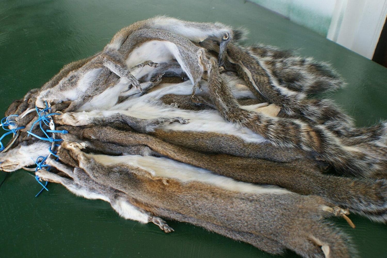 Five Grey Squirrel Pelt W/feet Tanned Soft White Leather Tail Split Taxidermy