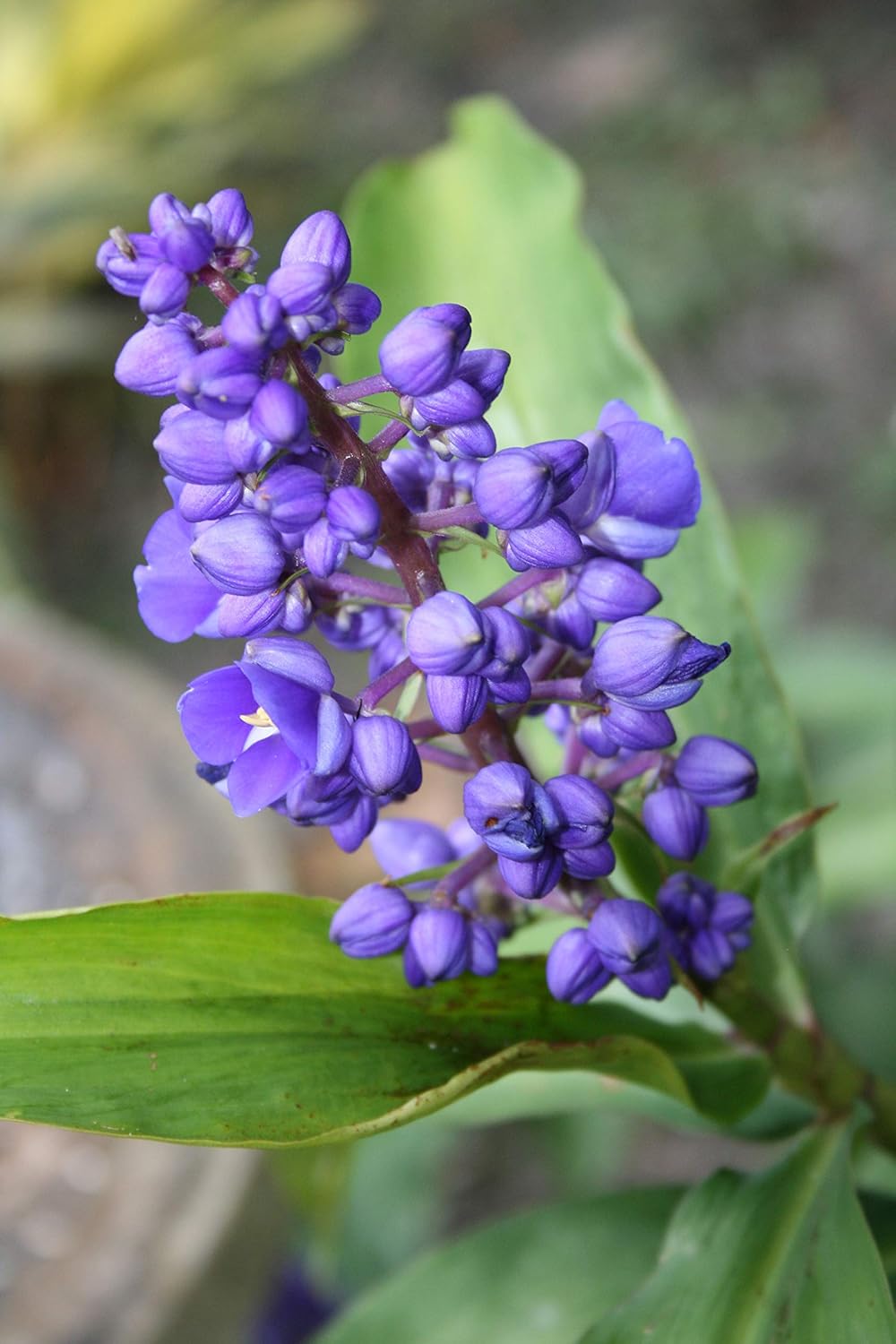 Hawaiian Tropical Blue Ginger Plant Root
