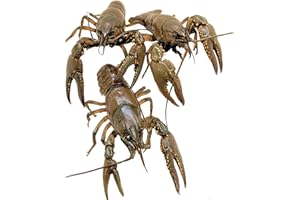 Toledo Goldfish Crayfish: Live Crawdads Perfect for Stocking Ponds or Aquariums - 100 Count
