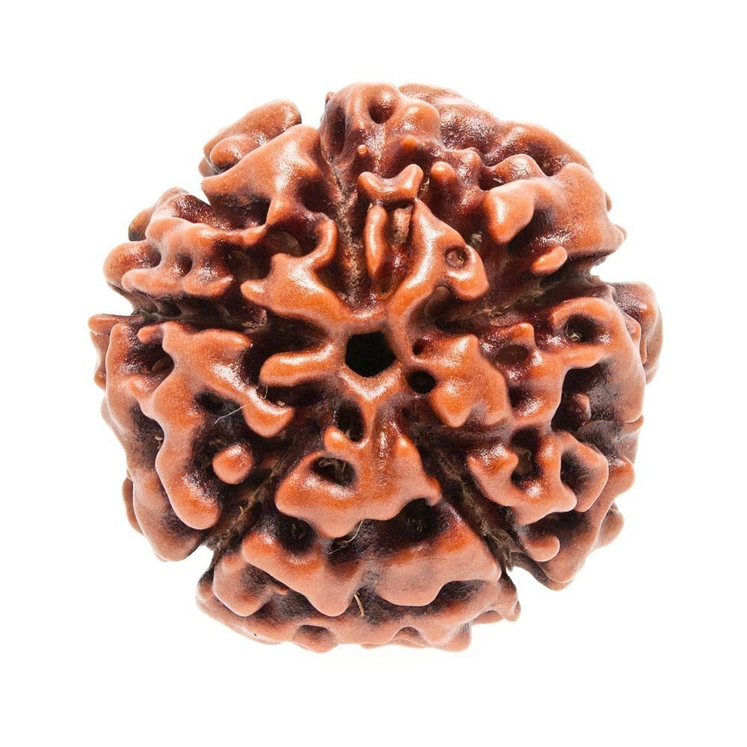 Petrichor Original Nepali Five Faced / 5 Faced / 5 Mukhi Rudraksha (Paanch Mukhi Rudraksha) Brown Color with Certificate