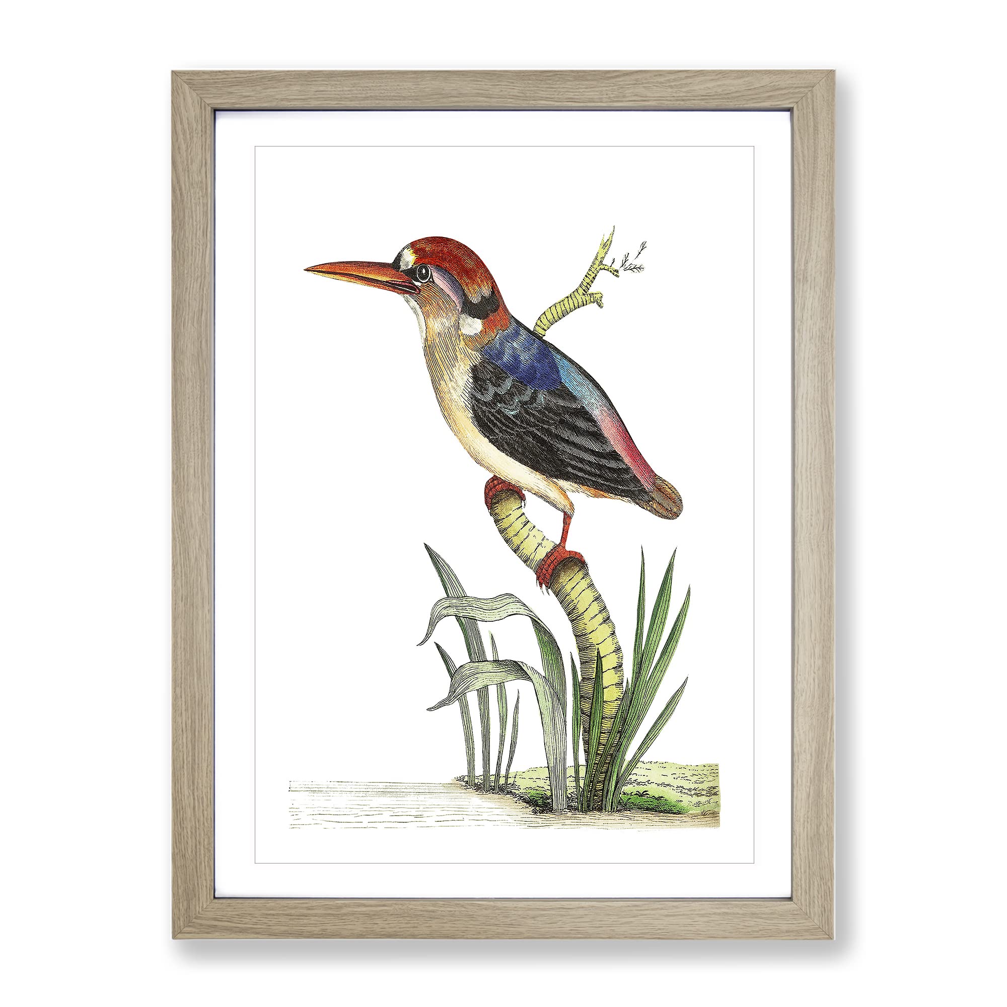 Red Headed Kingfisher By George Shaw Vintage Framed Wall Art Print, Ready to Hang Picture for Living Room Bedroom Home Office Décor, Oak A4 (34 x 25 cm)