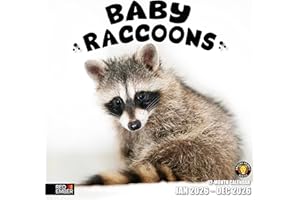RED EMBER Baby Raccoons 2026 Wall Calendar 12 Month | 12" x 24" Open | Thick & Sturdy Paper | Giftable | Calendar 2026