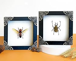 2 Real Framed Wasp Beetle Handmade Shadow Box