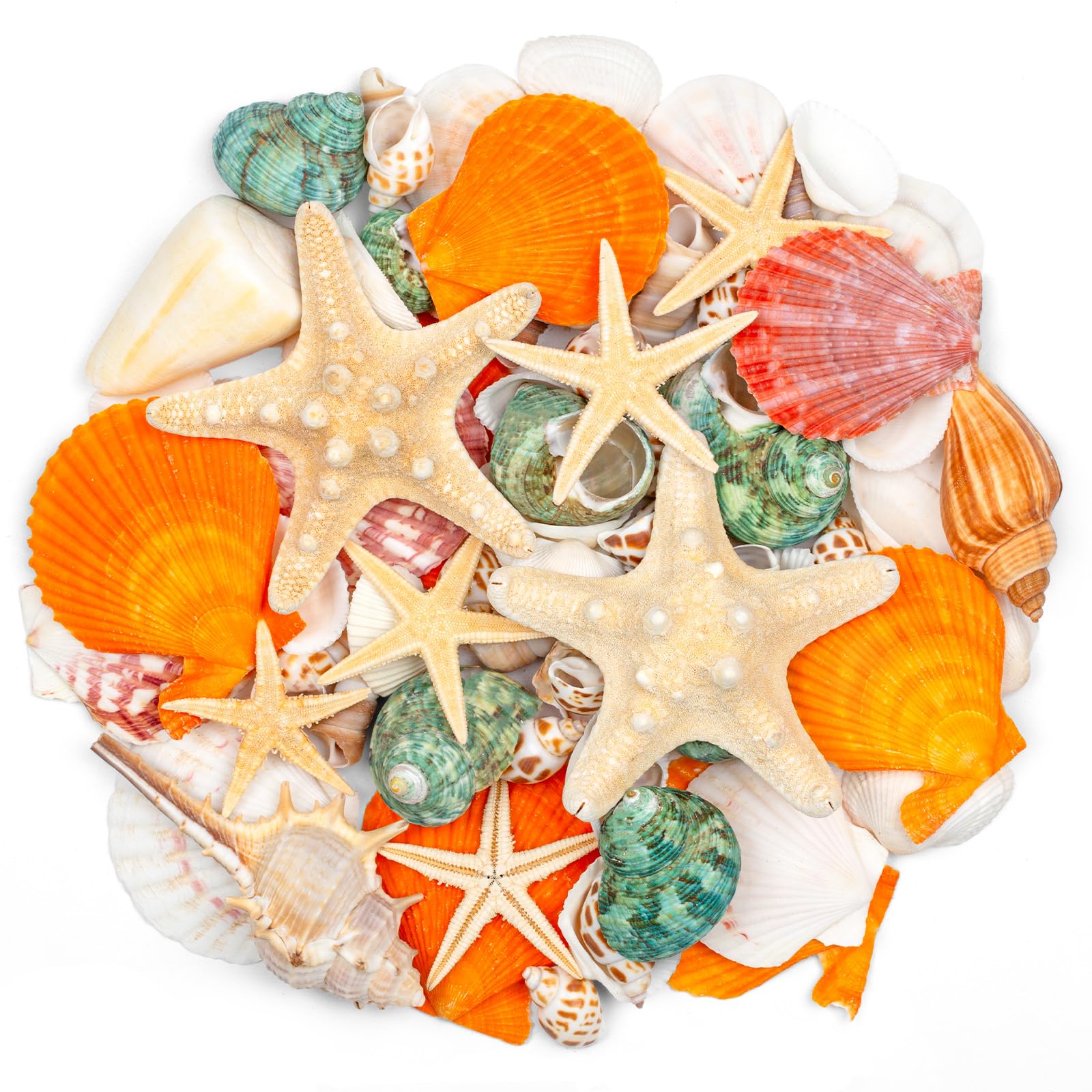 SKOOLOVE 12 Kinds Mixed Beach Seashells 2.5-8CM Various Sizes Natural Seashells Starfish Conch for Beach Themed Party DIY Crafts Fishtank Vase Fillers Home Wedding Decorations