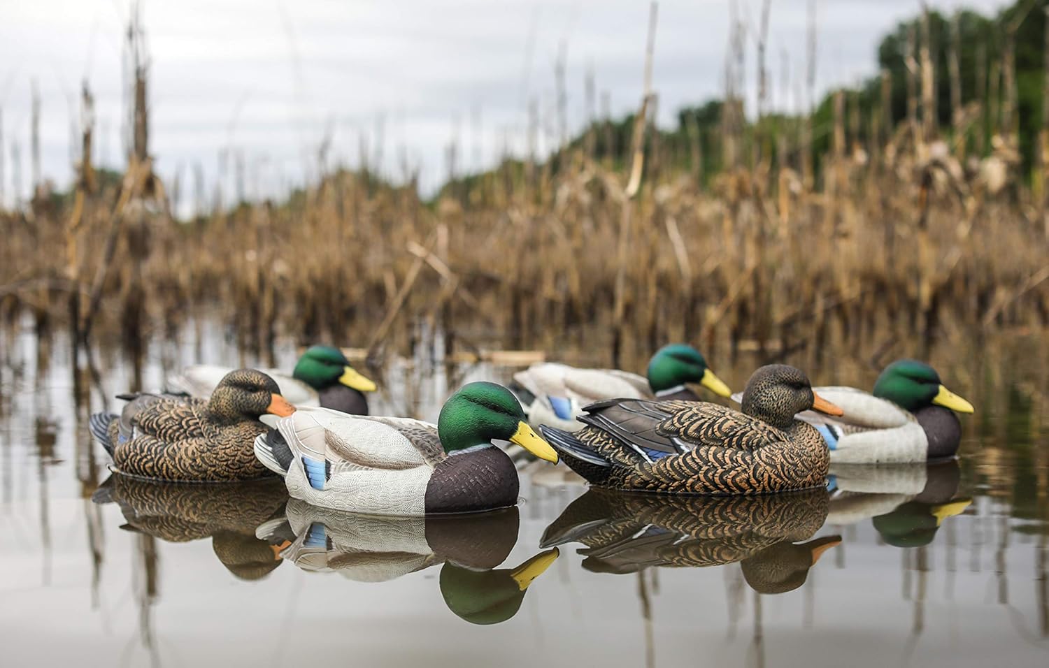 Amazon Com Lifetime Decoys Flexfloat Mallard 6 Unidades Sports Outdoors