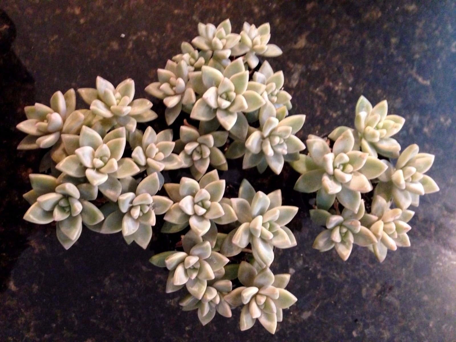 GRAPTOPETALUM PARAGUAYENSE 'MOTHER OF PEARL' - 4 PLANT COMBO +