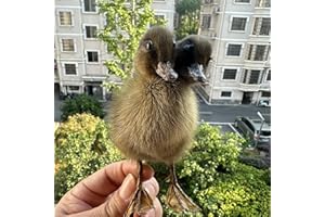 CEZUIC 1PC Specimen Making Eurasian Duck Specimen Teaching/Decoration