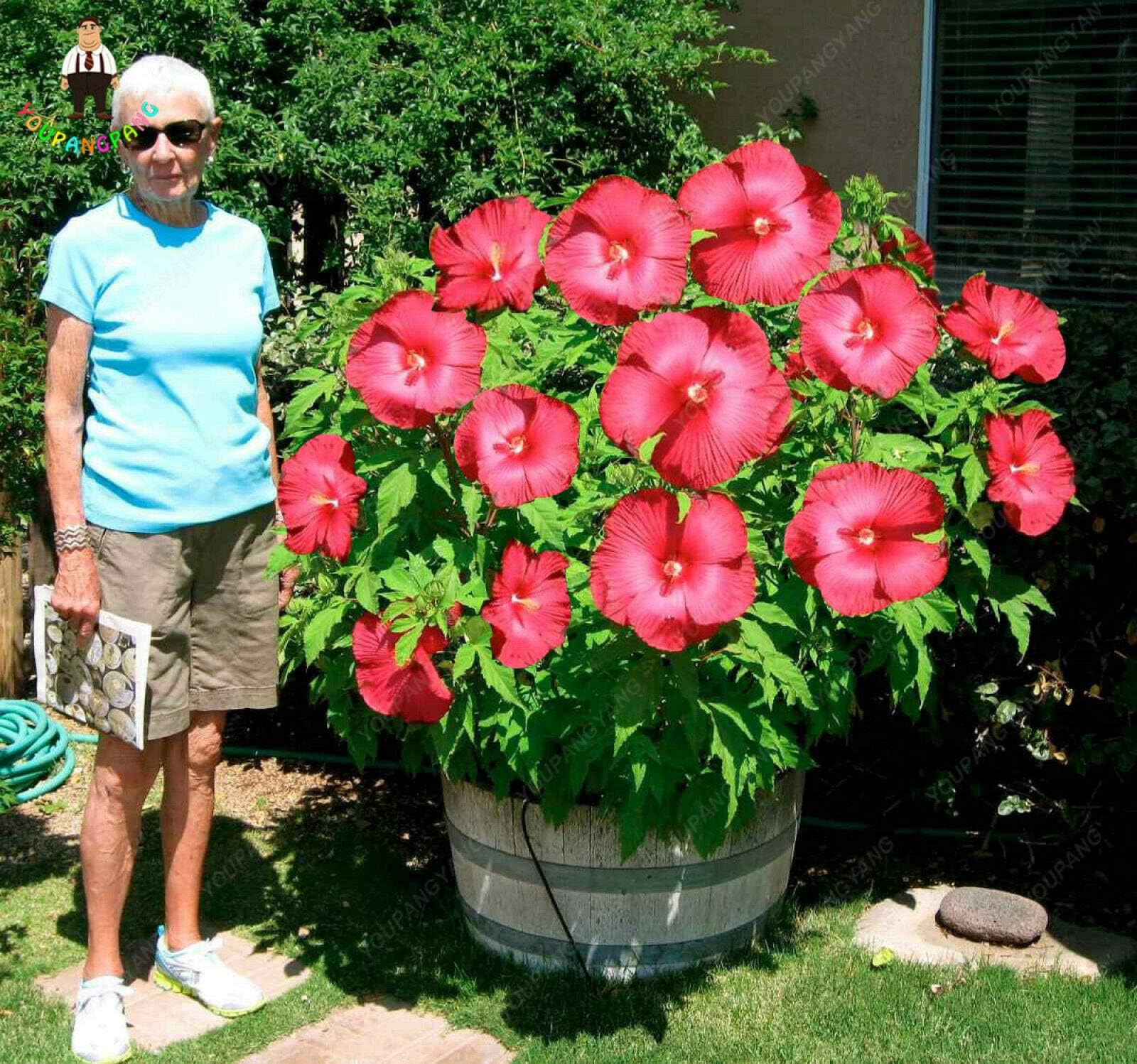 Giant Hibiscus Flower Seeds Plants Home Potted Okra Bonsai Rare Garden, 100pcs 12kinds Hibiscus Seeds, Easy to Grow