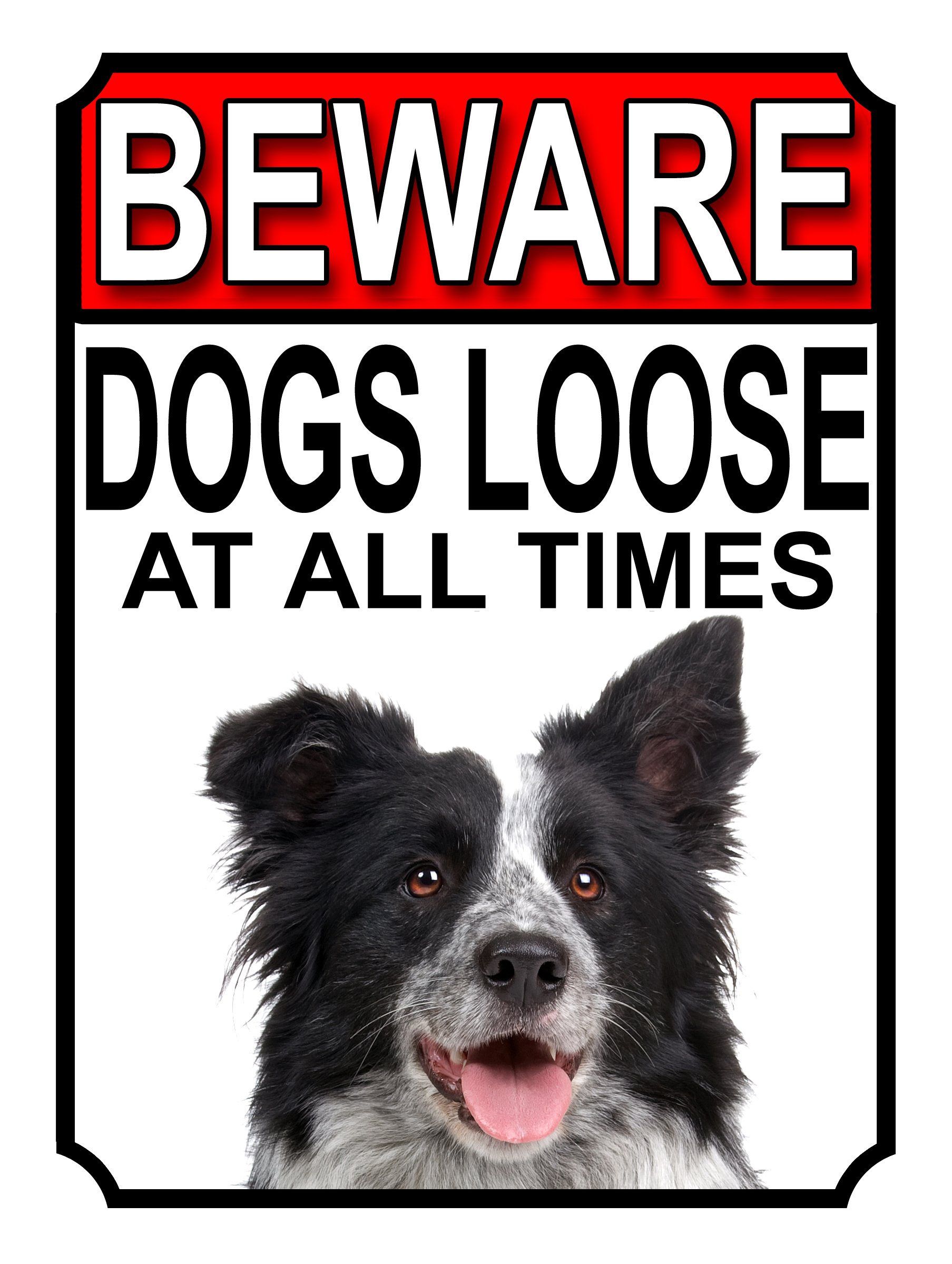 SHAWPRINT BEWARE DOGS LOOSE AT ALL TIMES METAL SIGN BORDER COLLIE 200MM X 150MM (979H1)