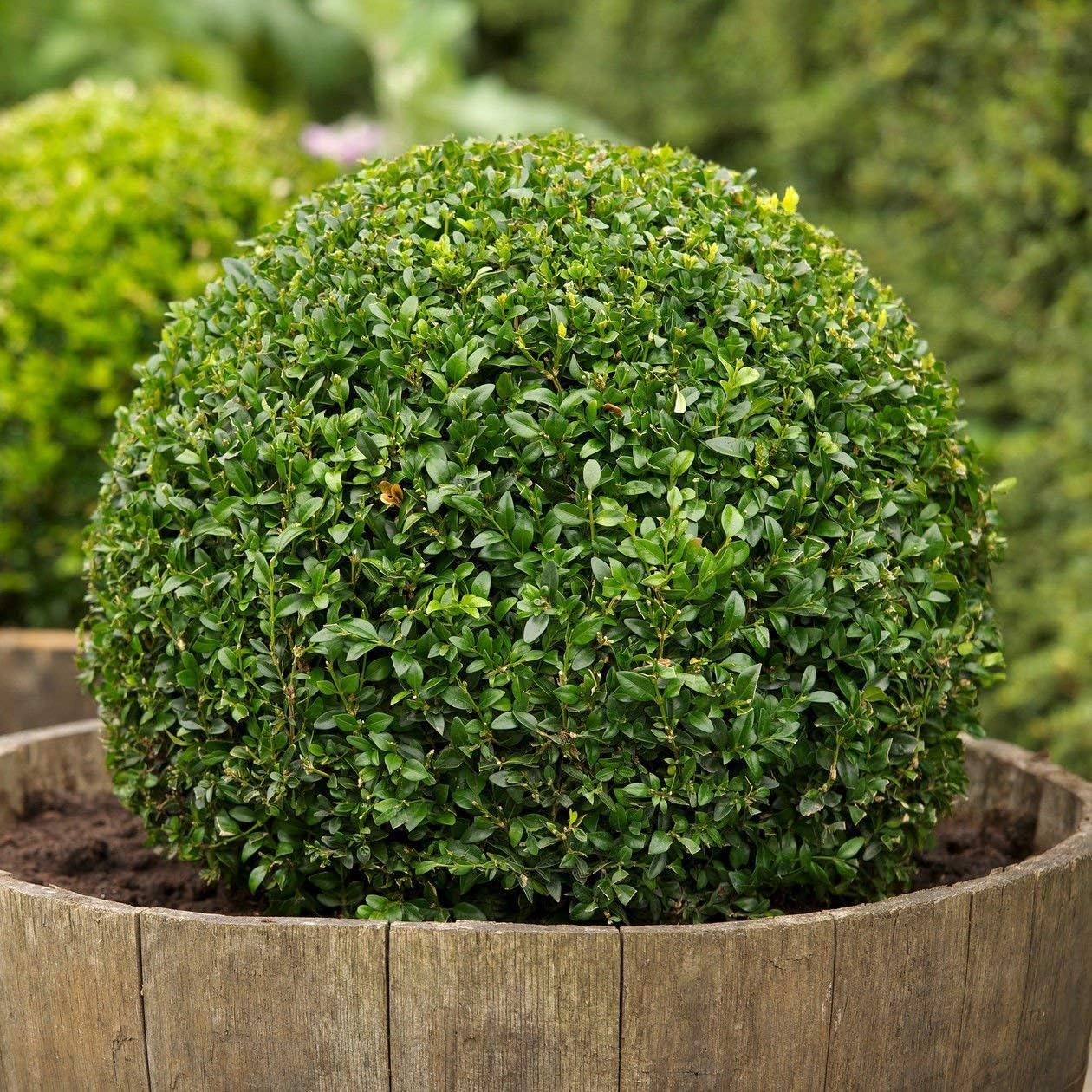30 Seeds of Buxus sempervirens, Common Boxwood, American Boxwood, European Box