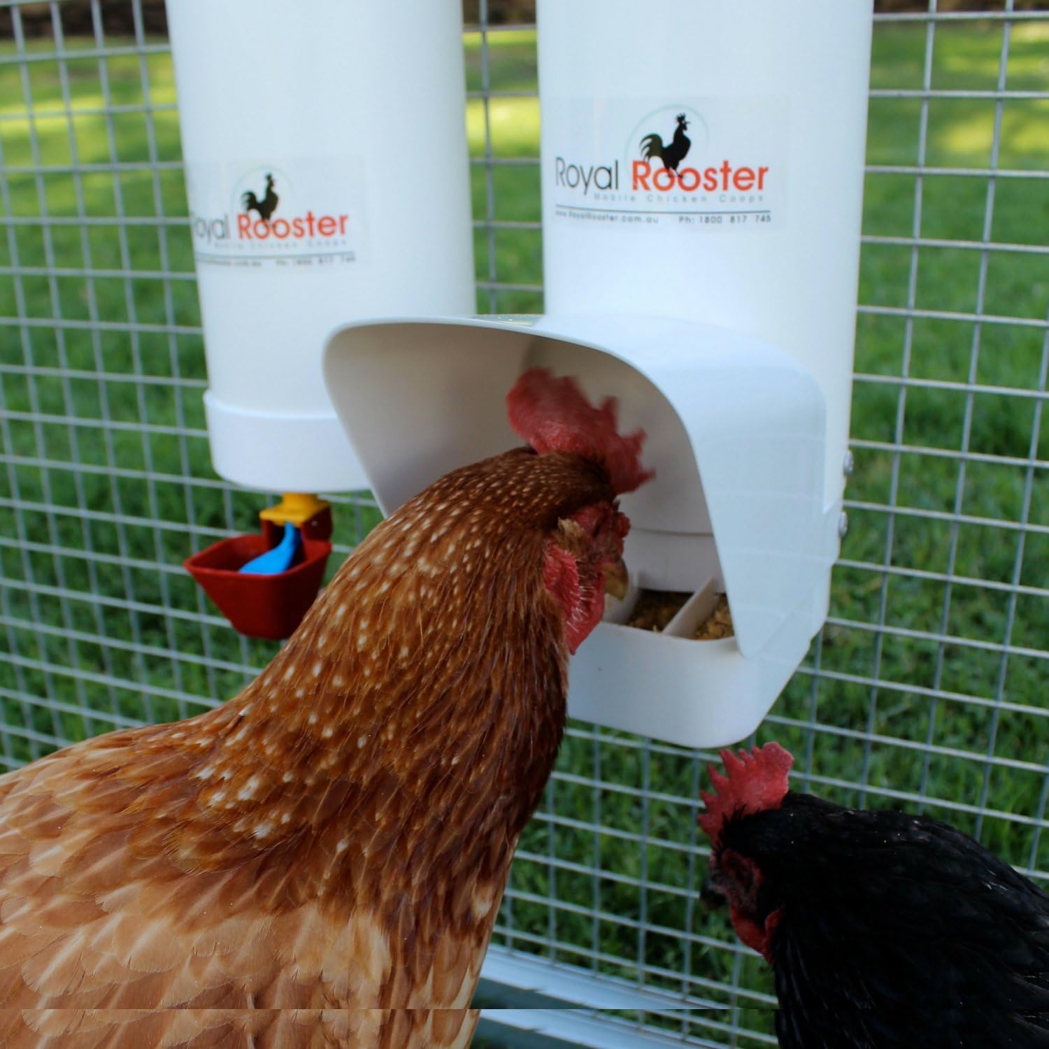 Amazon Com Royal Rooster Chicken Poultry Feeder With Rain Cover