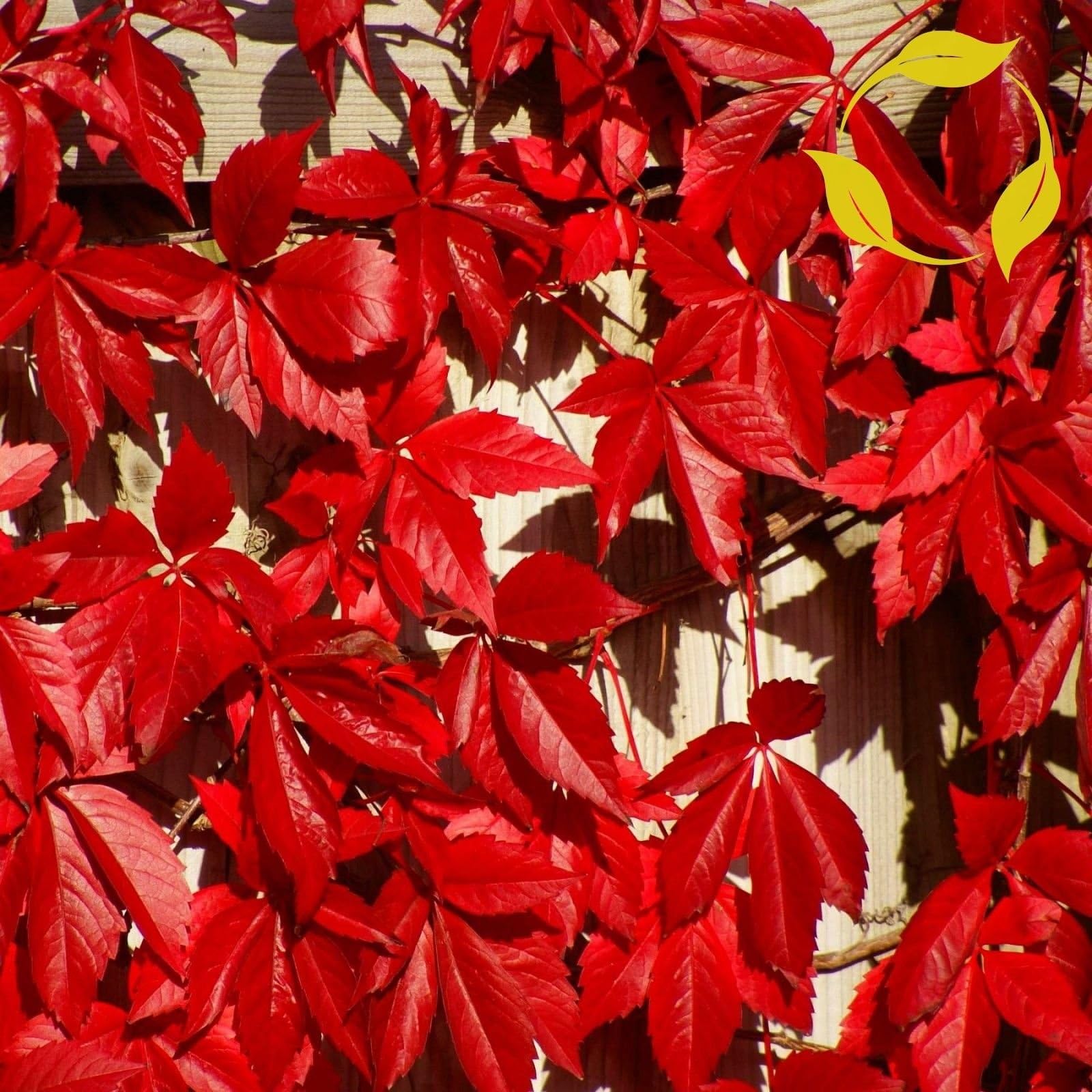 Virginia Creeper Parthenocissus Quinquefolia 20,50,100 Seeds