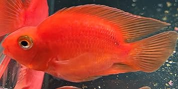 Amazon 熱帯魚 キングコングパロットファイヤー 8 10cm 東京倉庫出荷 アクアショップピラルク 観賞魚 水中生物 通販