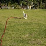 Vivifying Dog Training Lead 32FT 10m Nylon Leash Red with Padded Handle view 6