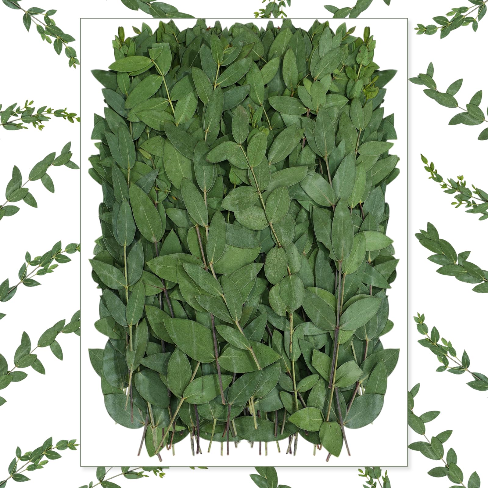 Photo 1 of Wavwavw 100 Pcs Pressed Dried Eucalyptus Leaves 6 Inch 100% Natural Preserved Real Eucalyptus Stems Dried Greenery for DIY Crafts Resin Art Invitations Scrapbook Card Gift Decoration (Green)