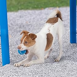 Best Pet Supplies Interactive Squeaky Dog Chew