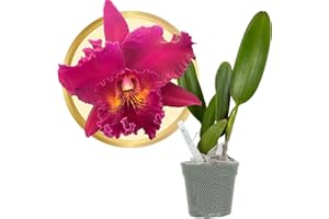 Better-Gro Cattleya Hybrid Orchid, 4" Live Plant, RLC. Chia Lin ‘New City’ AM/AOS, Blooms Within 6-12 Months with Proper Care, Deep Burgundy Flowers, Fragrant Blooms, Hand-Selected by Master Growers