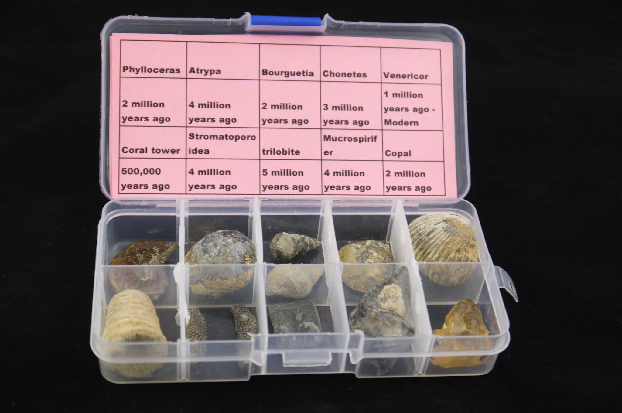 10Pcs Paleontological Complete Fossil Specimen With Transparent Plastic Box Collection Set