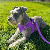 Joytale Step in Dog Harness Soft Mesh Reflective Vest XXXS Purple view 2
