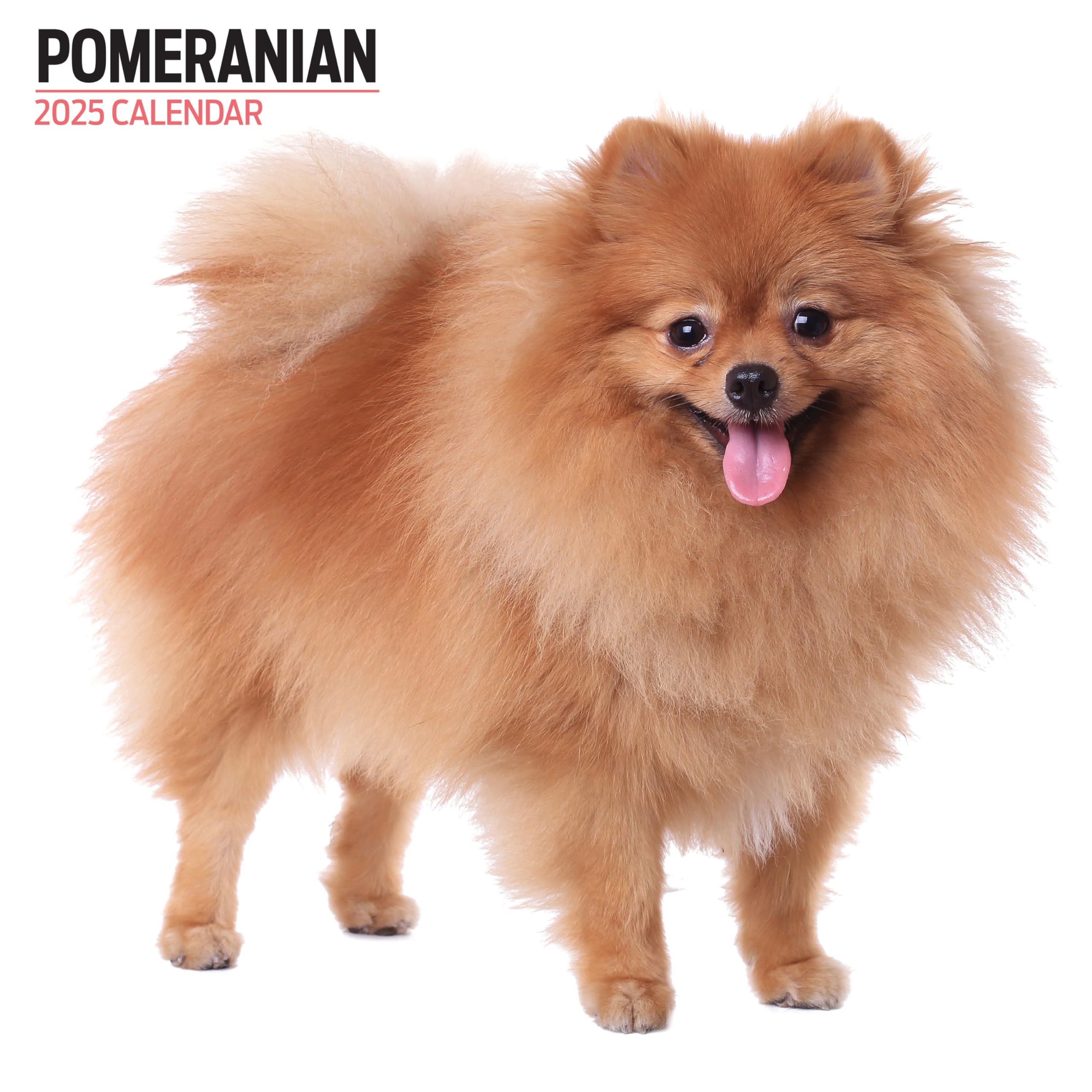 Pomeranian 2025 Modern Calendar