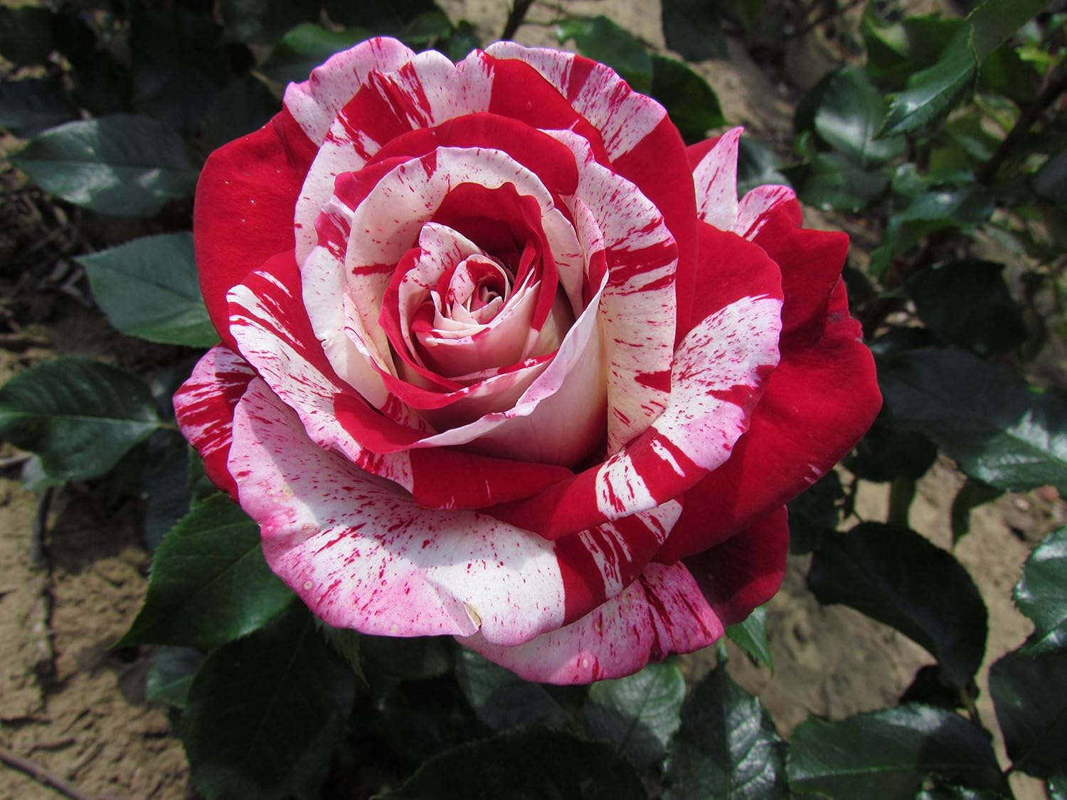 Rock and ROLL Bareroot Hybrid Tea Garden Rose Bush Stunning Red