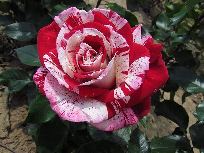 ROCK AND ROLL - Bareroot Hybrid Tea Garden Rose Bush - Stunning Red