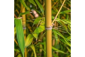 KVITER 50 Yellow Bamboo Seeds – Fast Growing, Cold Hardy, Organic Bamboo Privacy Plant for Large Outdoor Landscaping, Perfect Clumping Variety Seeds for Year-Round Beauty & Privacy Screen